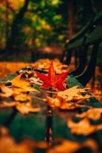 Perfumes for Christmas