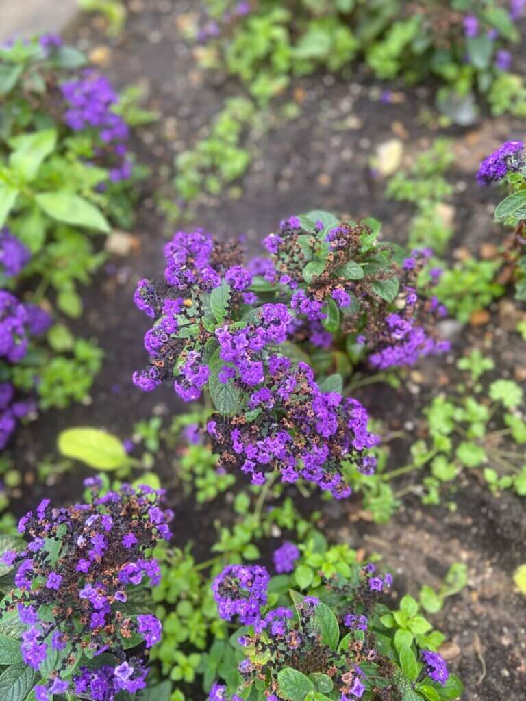 Perfume that smells like flowers