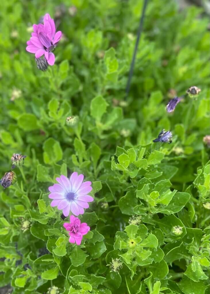 Perfume that smells like flowers
